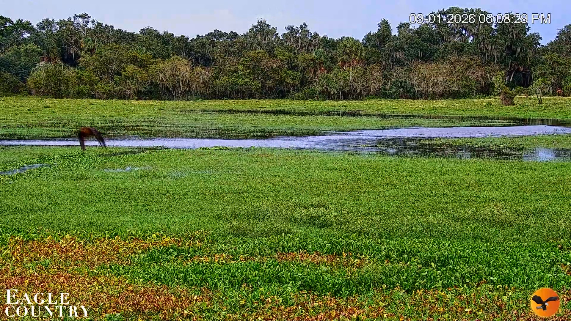 Snapshot of Southwest Florida River Wildlife Live Cams taken Sep 1, 2026, 6:09pm EDT