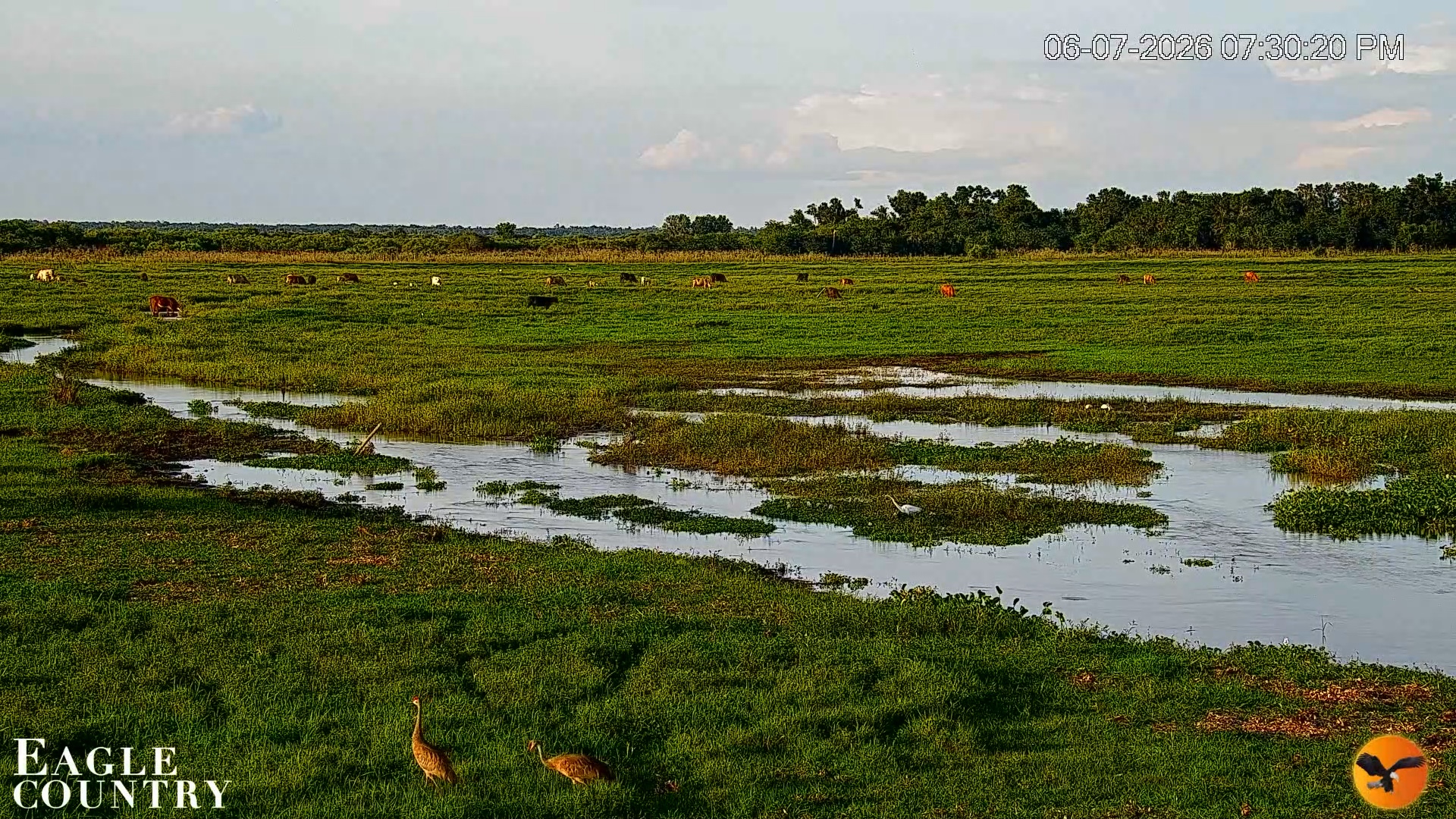 Snapshot of Southwest Florida River Wildlife Live Cams taken Jun 7, 2026, 7:31pm EDT