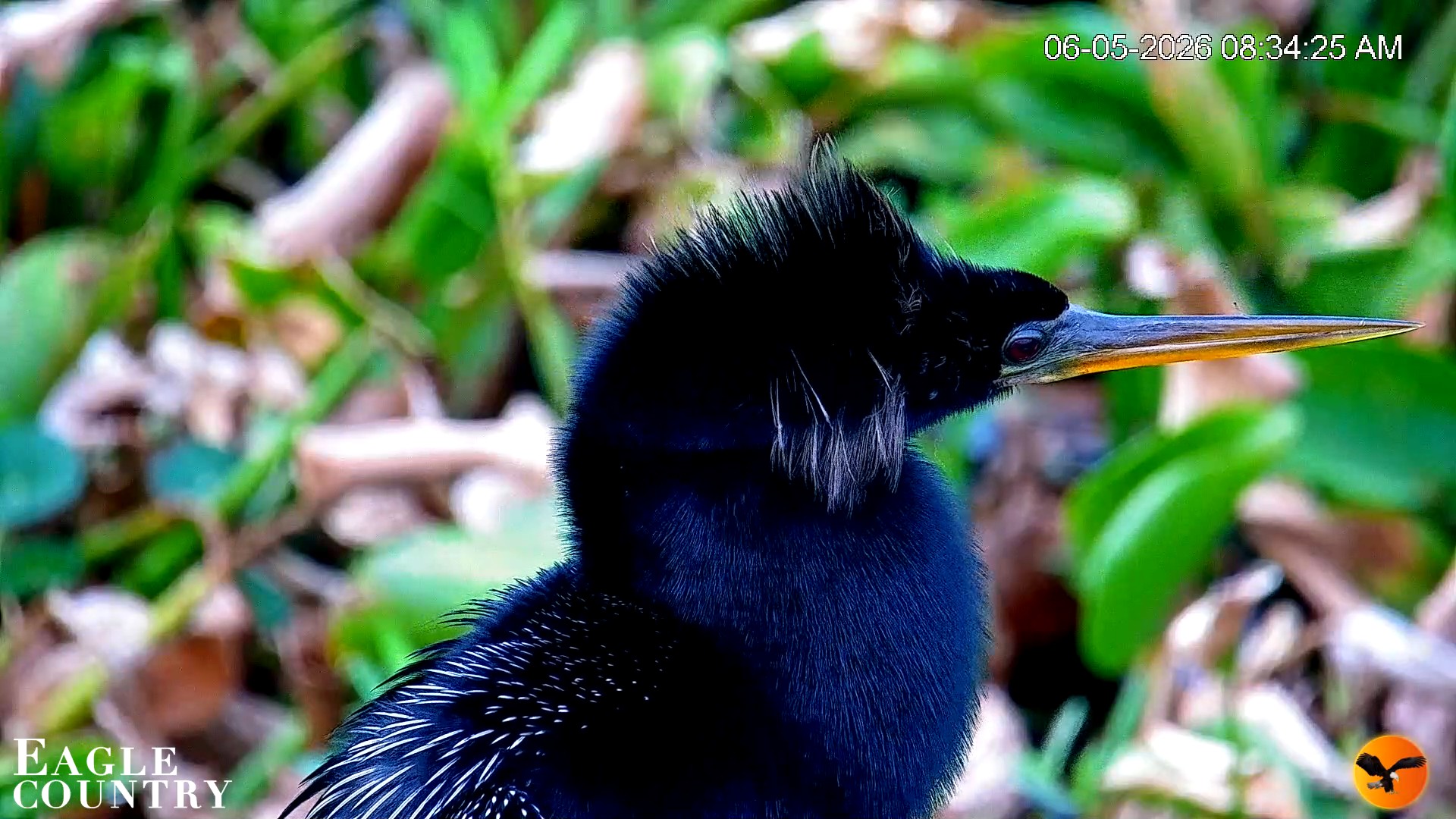 Snapshot of Southwest Florida River Wildlife Live Cams taken Jun 5, 2026, 8:35am EDT