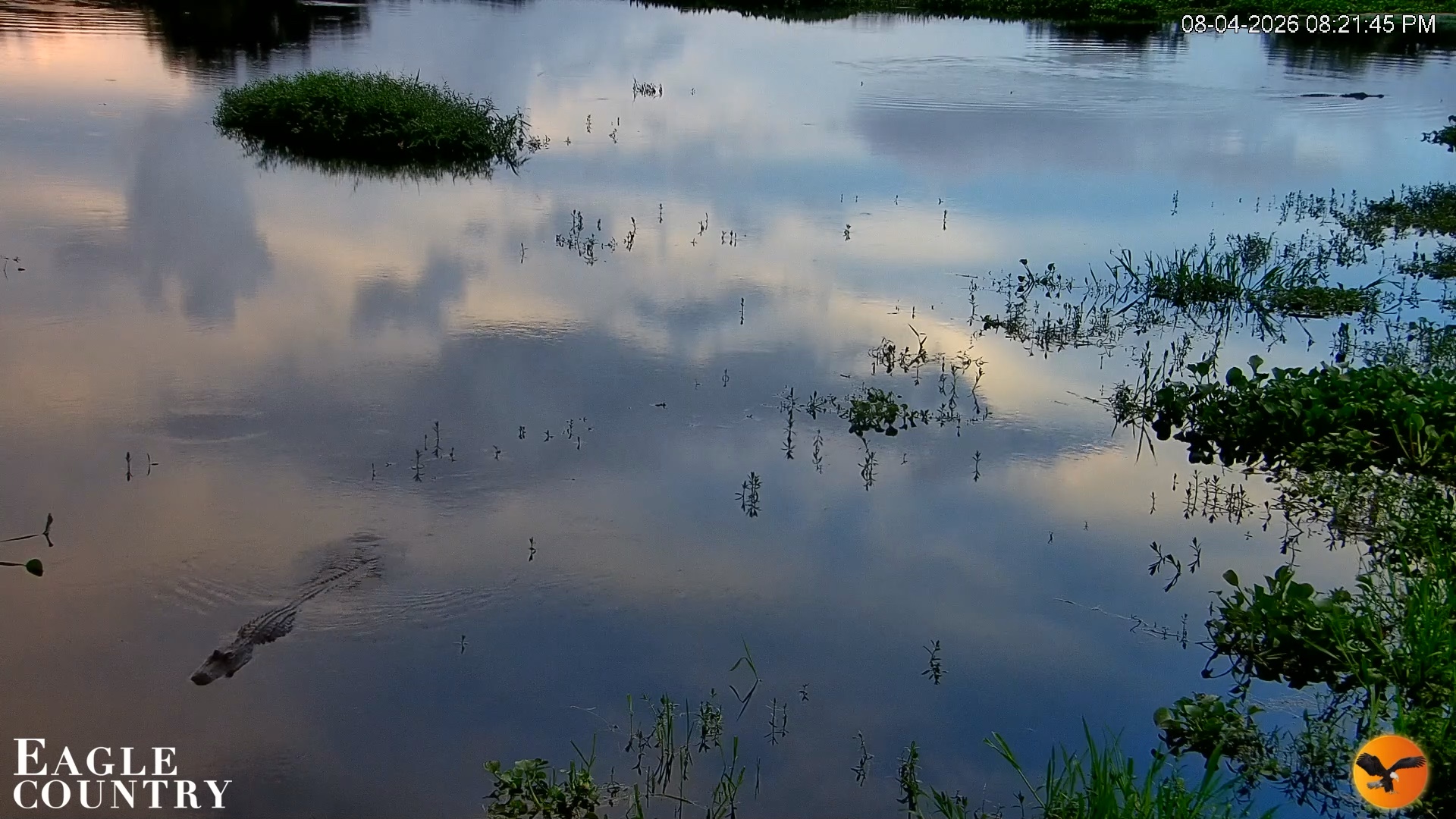 Snapshot of Southwest Florida River Wildlife Live Cams taken Aug 4, 2026, 8:22pm EDT