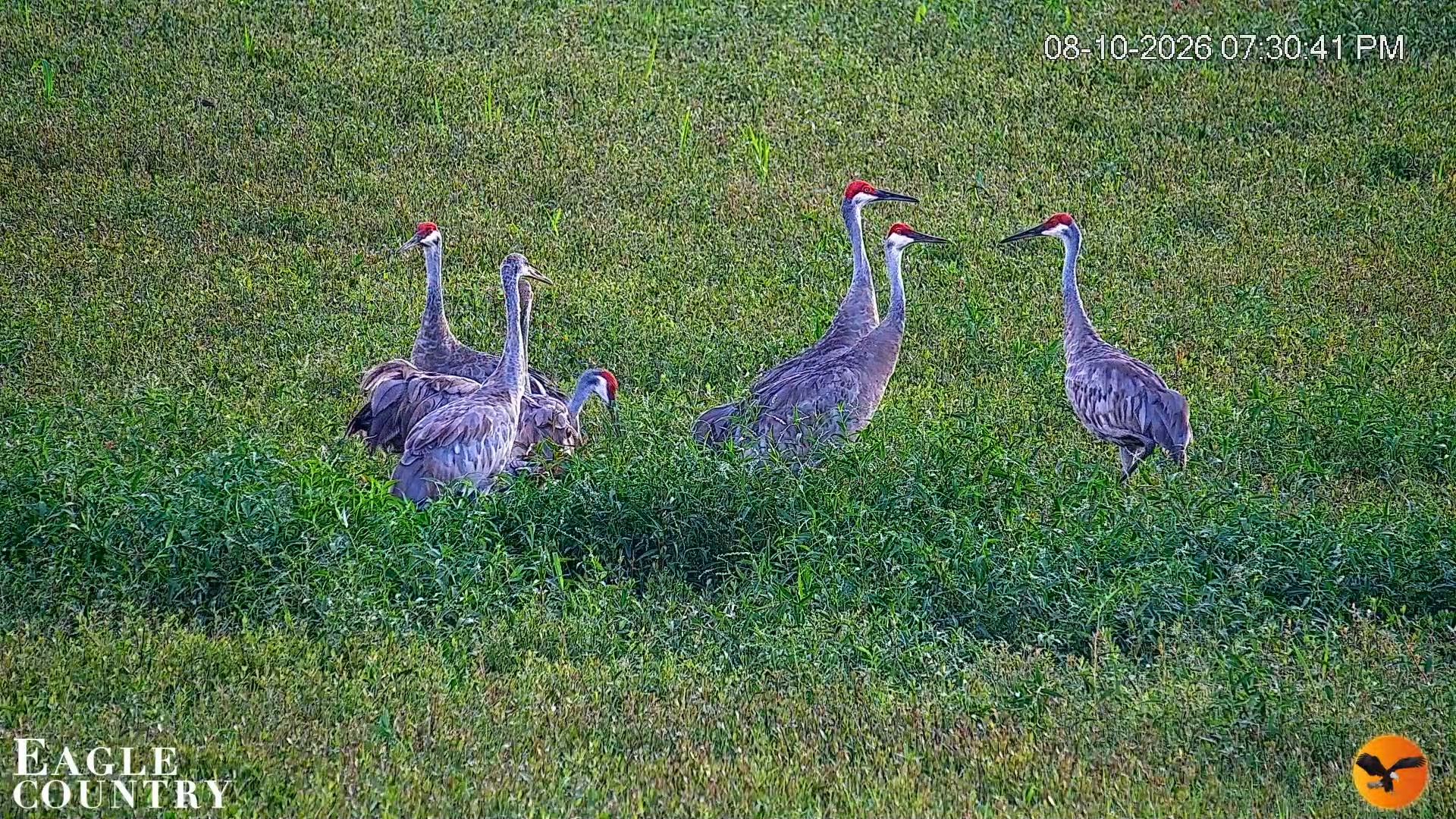 Snapshot of Southwest Florida River Wildlife Live Cams taken Aug 10, 2026, 7:31pm EDT
