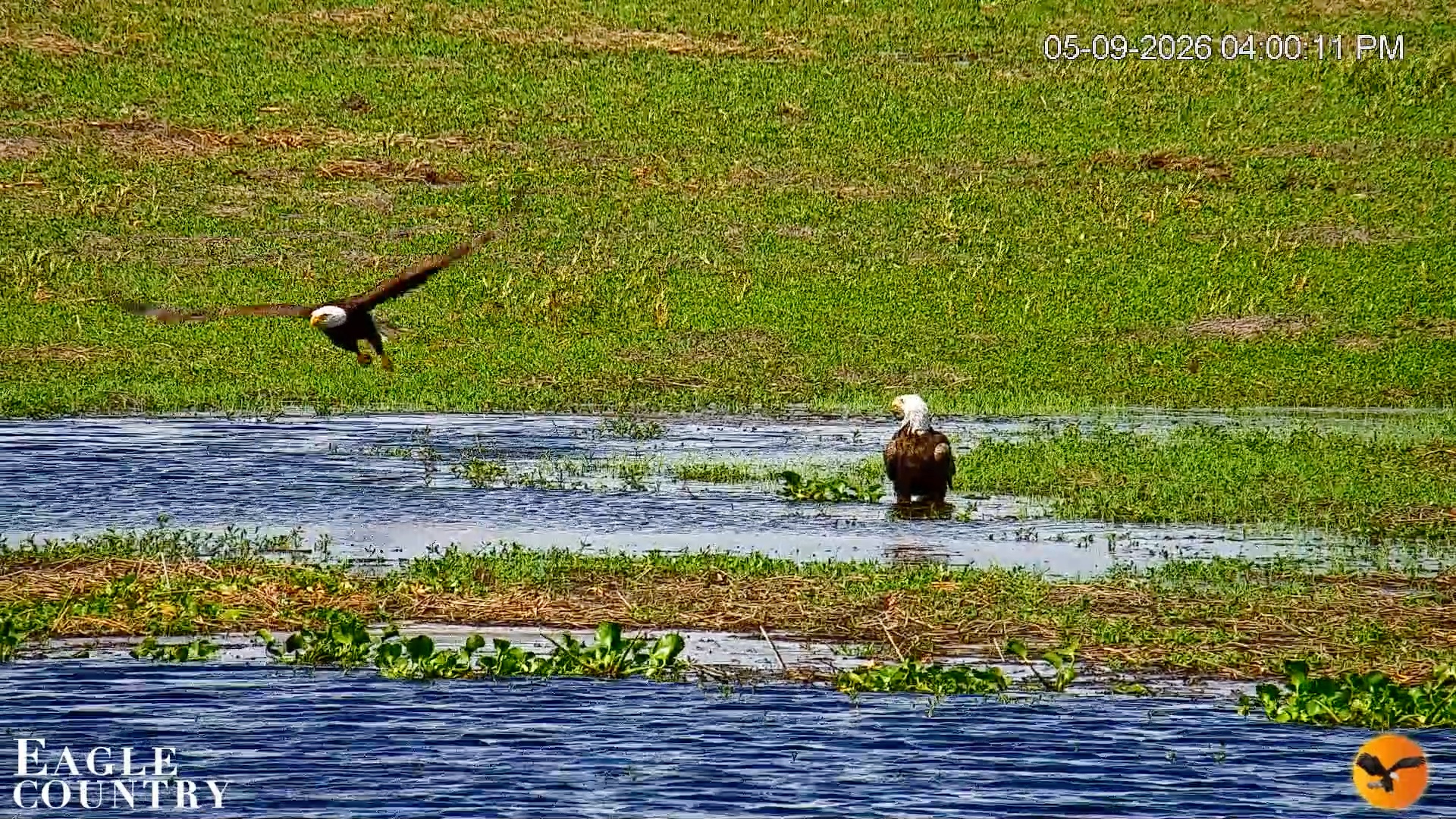 Snapshot of Southwest Florida River Wildlife Live Cams taken May 9, 2026, 4:16pm EDT