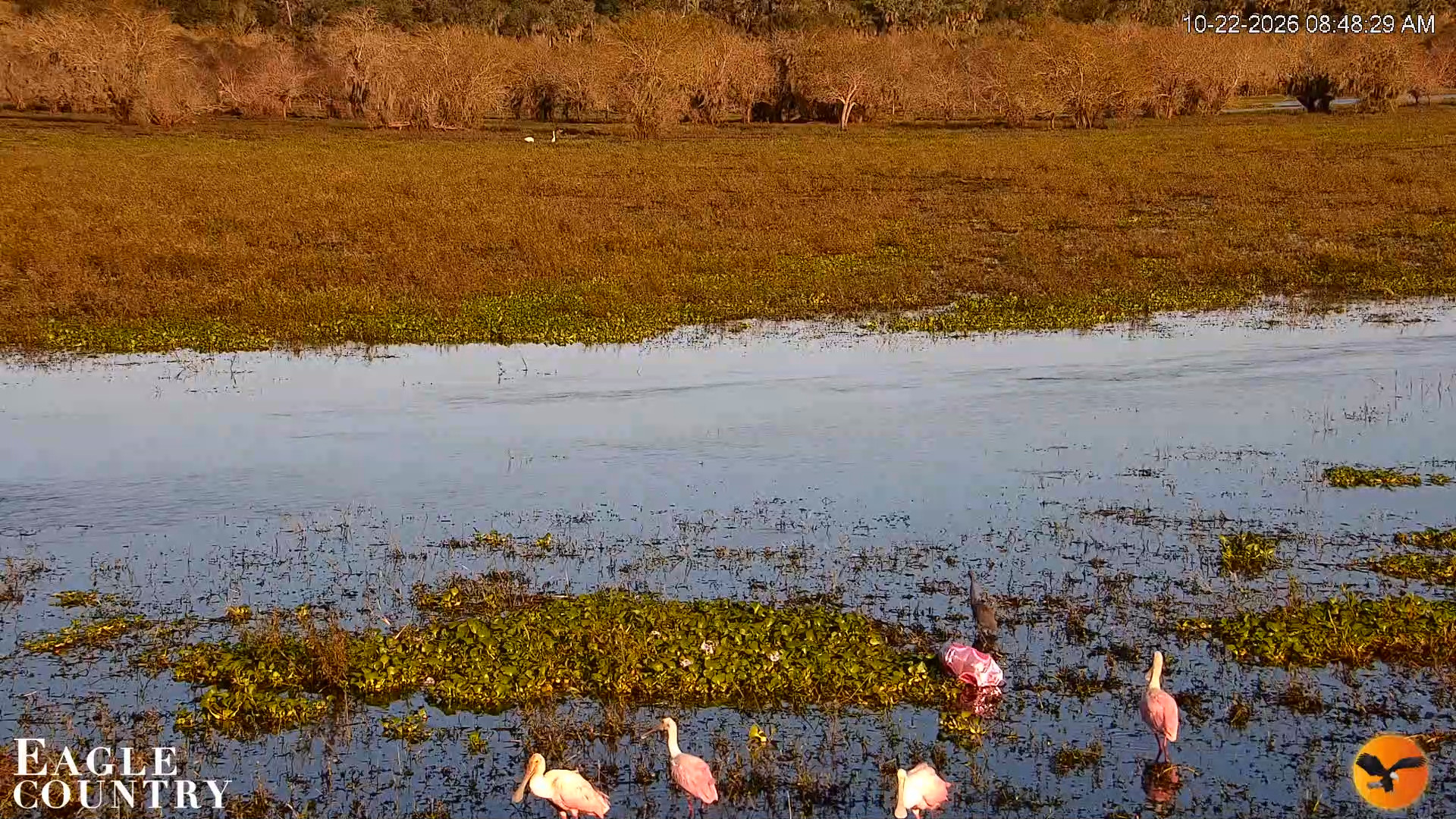 Snapshot of Southwest Florida River Wildlife Live Cams taken Oct 22, 2026, 8:48am EDT