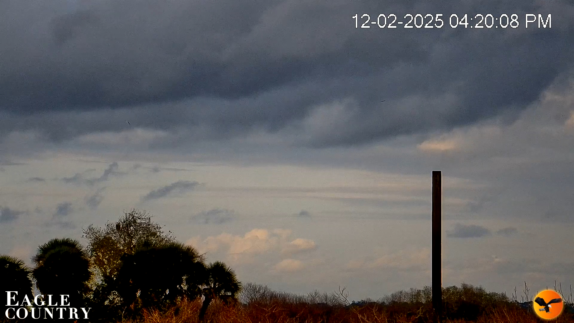 Snapshot of Southwest Florida River Wildlife Live Cams taken Dec 2, 2025, 4:21pm EST