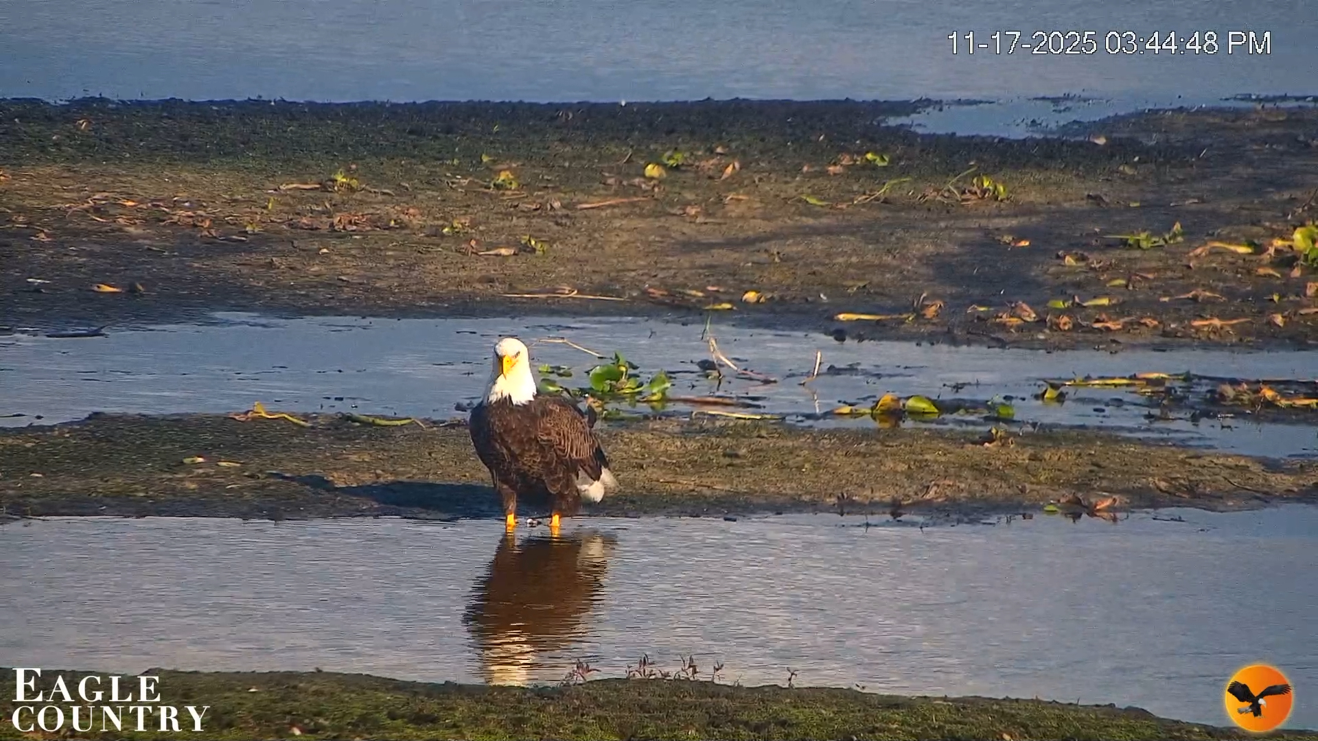 Snapshot of Southwest Florida River Wildlife Live Cams taken Nov 17, 2025, 3:50pm EST
