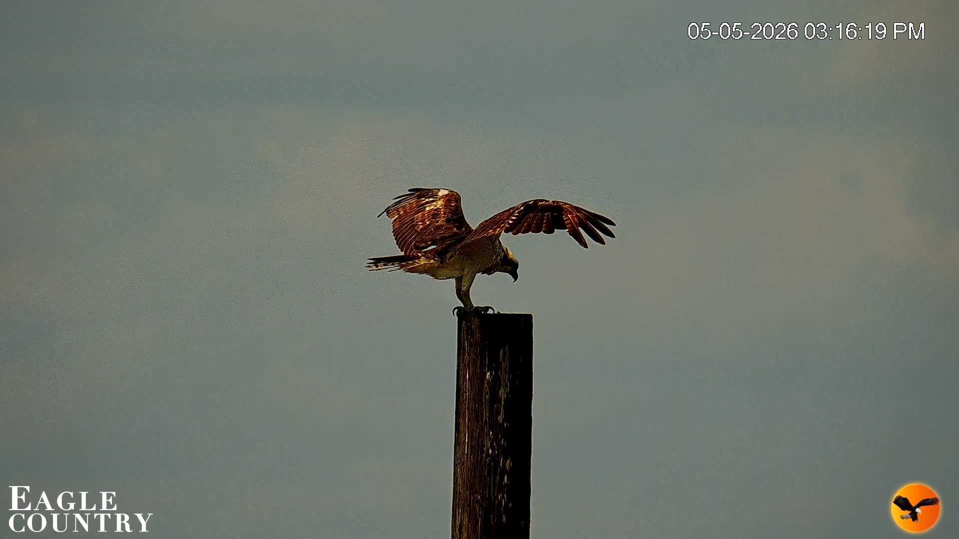 Snapshot of Southwest Florida River Wildlife Live Cams taken May 5, 2026, 5:40pm EDT