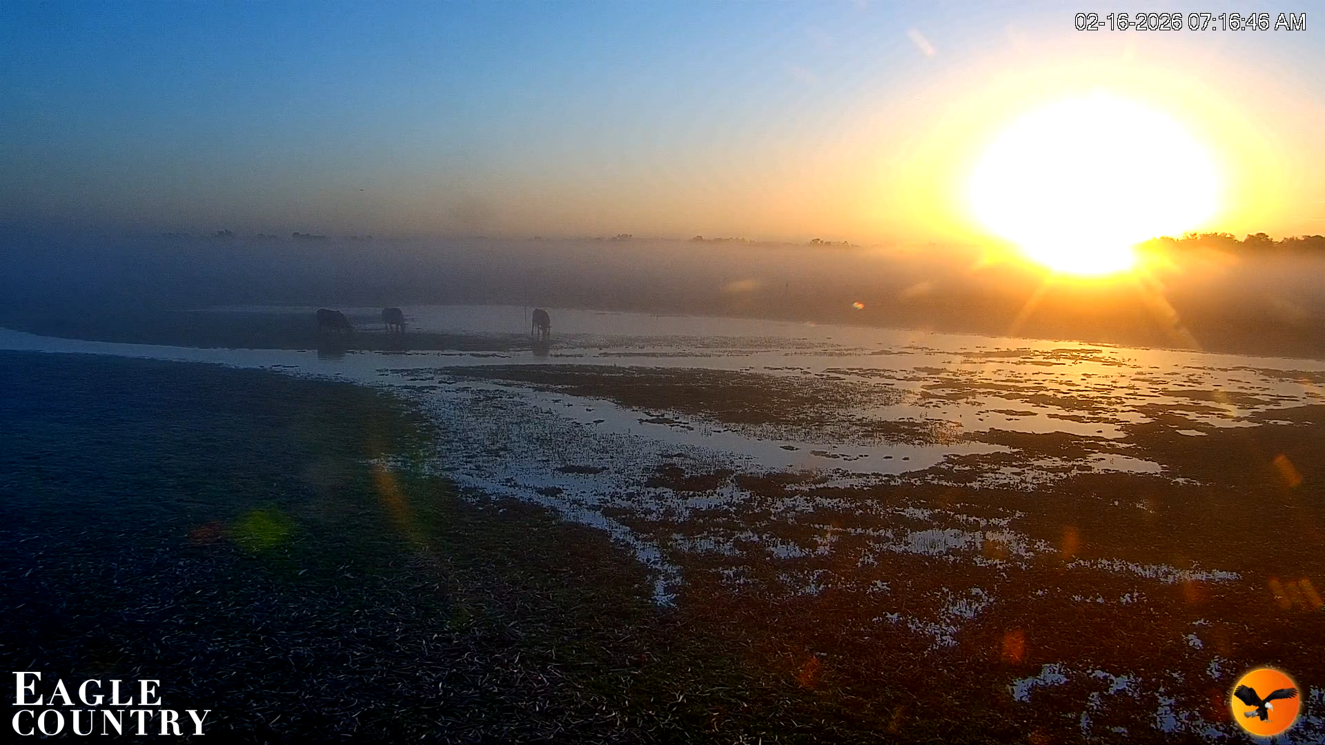 Snapshot of Southwest Florida River Wildlife Live Cams taken Feb 16, 2026, 7:18am EST