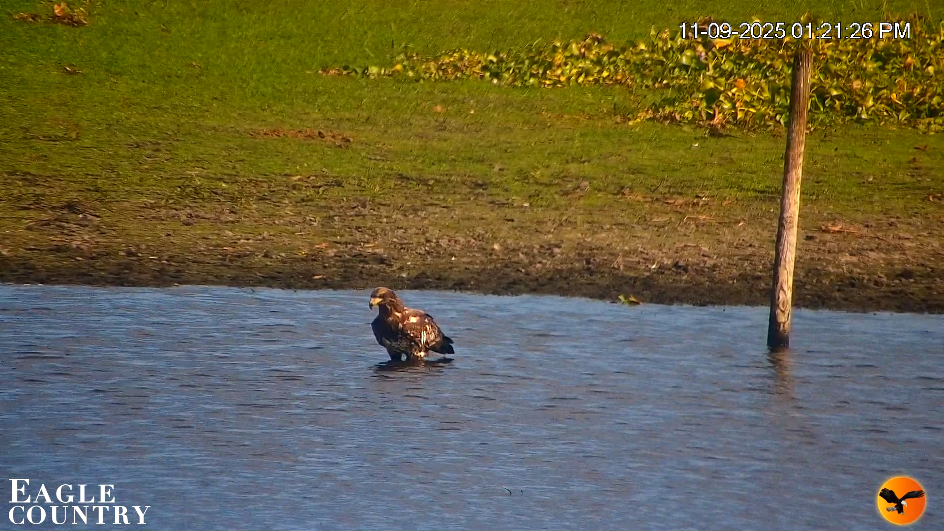 Snapshot of Southwest Florida River Wildlife Live Cams taken Nov 9, 2025, 1:22pm EST