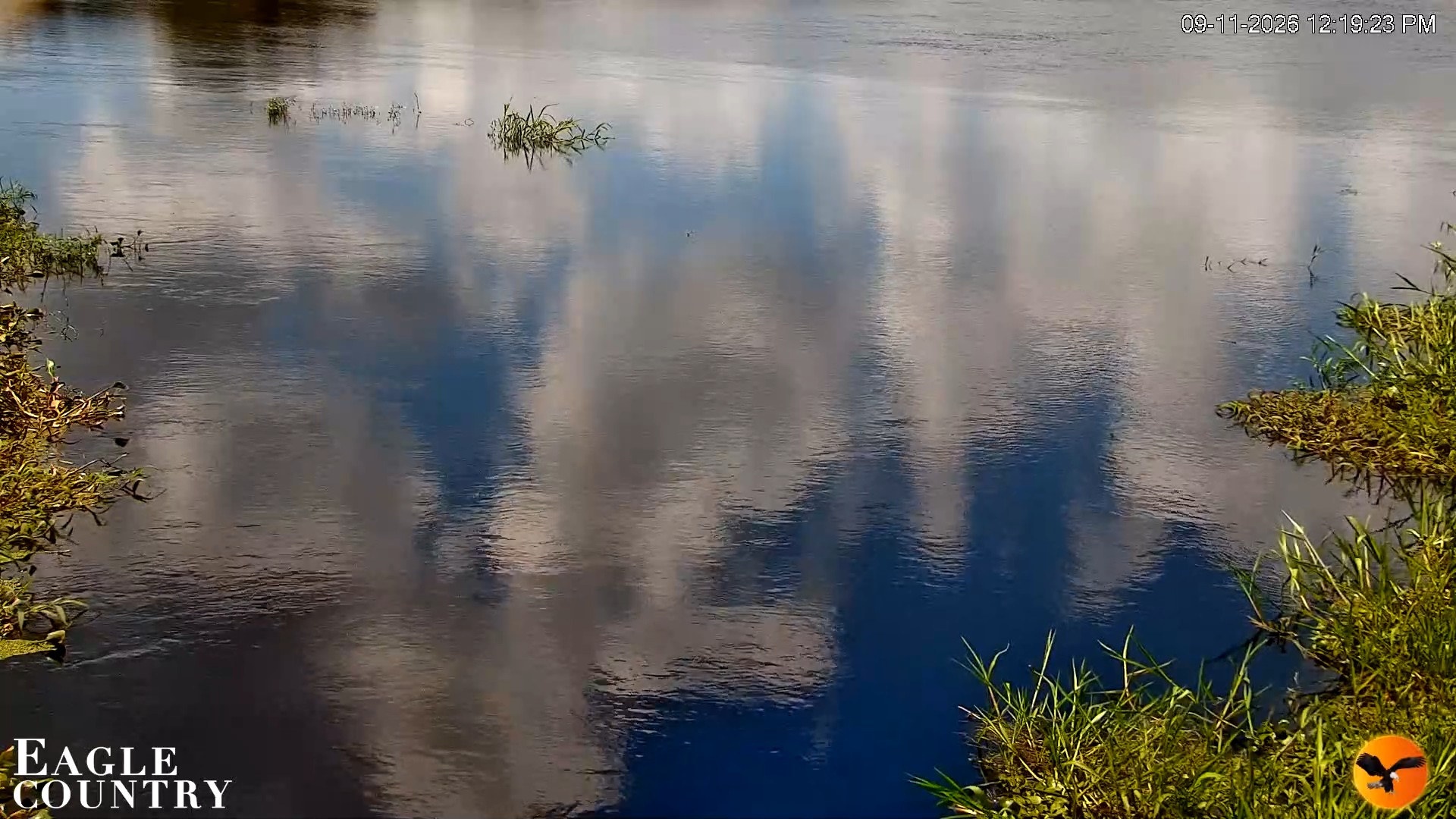Snapshot of Southwest Florida River Wildlife Live Cams taken Sep 11, 2026, 12:19pm EDT