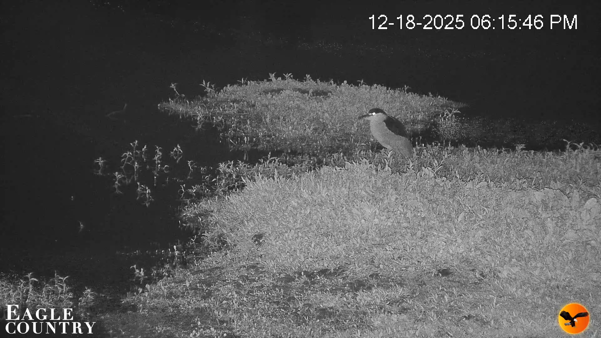 Snapshot of Southwest Florida River Wildlife Live Cams taken Dec 18, 2025, 11:09pm EST