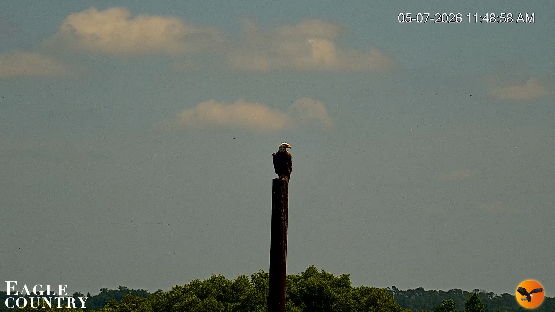Snapshot of Southwest Florida River Wildlife Live Cams taken May 7, 2026, 11:50am EDT