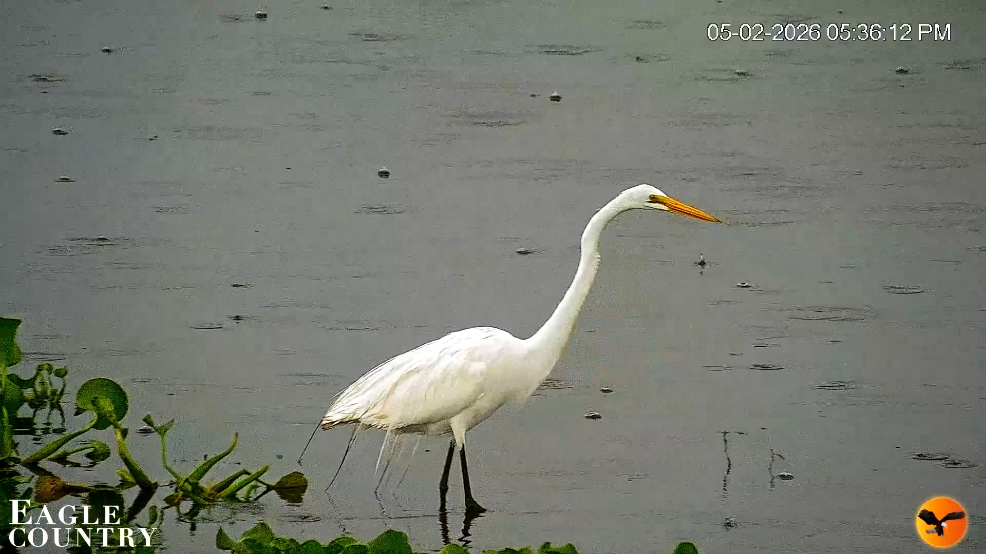 Snapshot of Southwest Florida River Wildlife Live Cams taken May 2, 2026, 7:57pm EDT