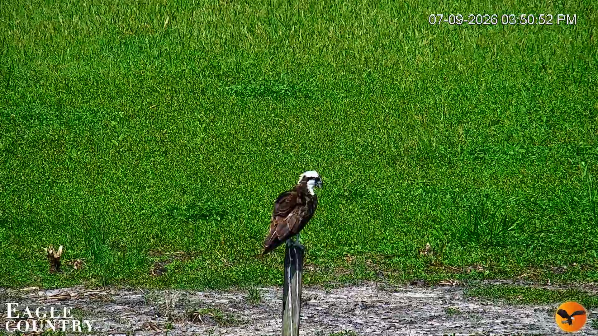 Snapshot of Southwest Florida River Wildlife Live Cams taken Jul 9, 2026, 3:51pm EDT