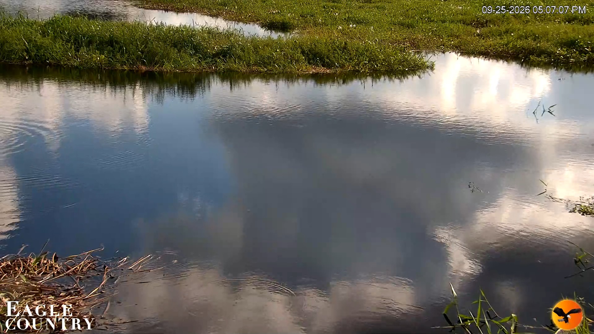 Snapshot of Southwest Florida River Wildlife Live Cams taken Sep 25, 2026, 5:07pm EDT