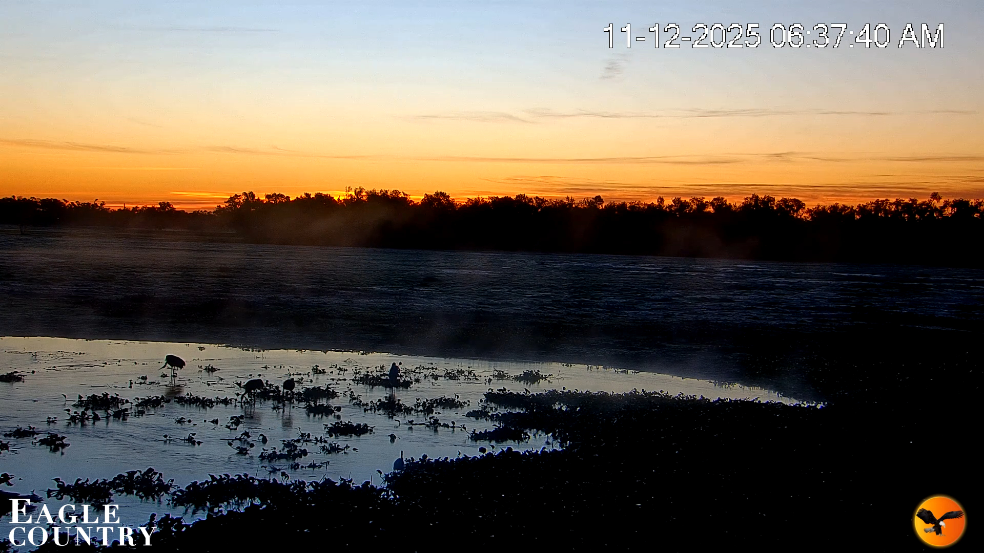 Snapshot of Southwest Florida River Wildlife Live Cams taken Nov 12, 2025, 6:38am EST