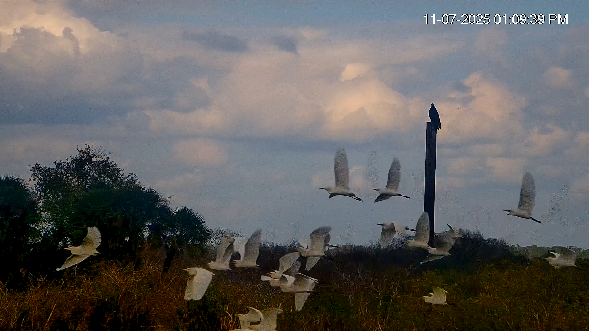 Snapshot of Southwest Florida River Wildlife Live Cams taken Nov 7, 2025, 5:15pm EST