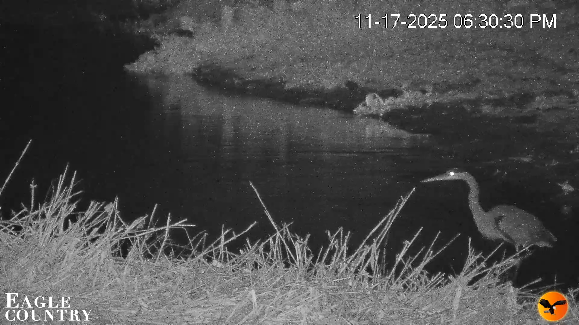 Snapshot of Southwest Florida River Wildlife Live Cams taken Nov 17, 2025, 6:35pm EST