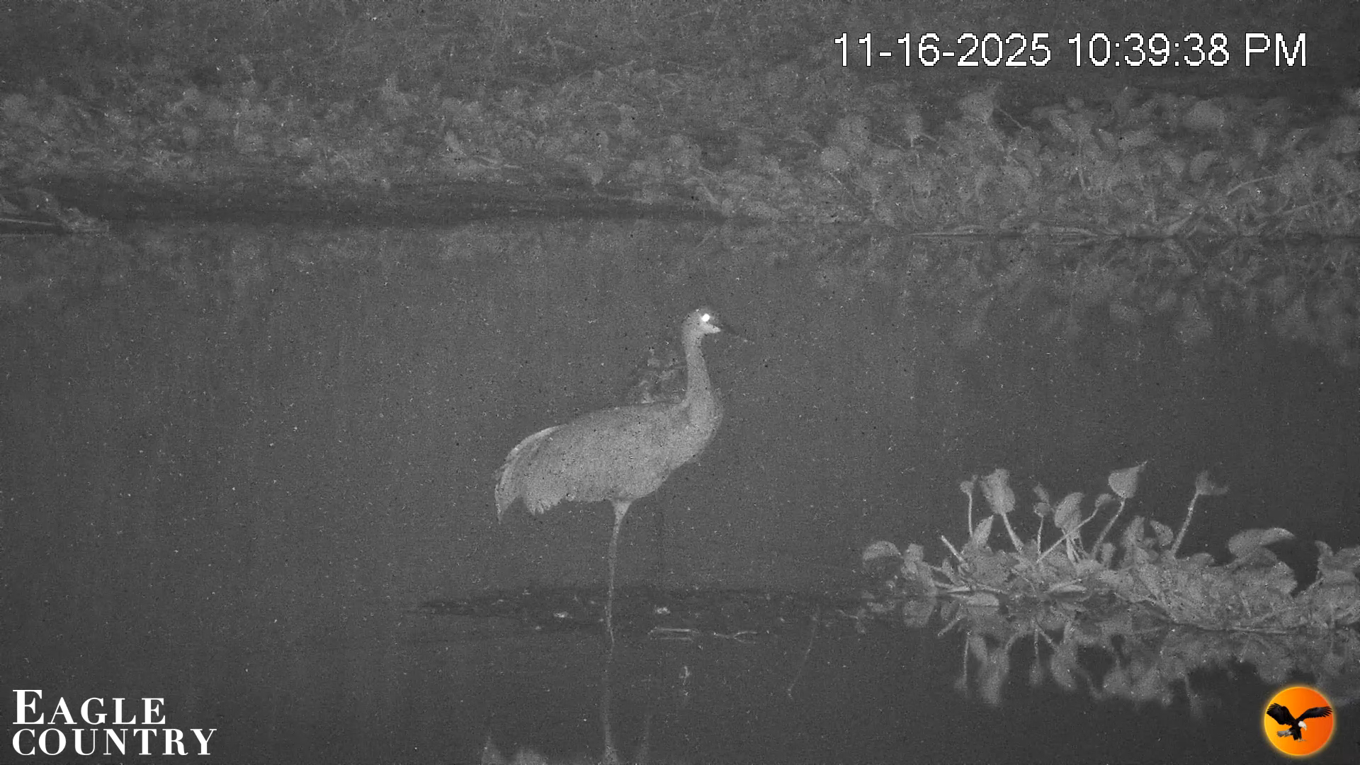 Snapshot of Southwest Florida River Wildlife Live Cams taken Nov 16, 2025, 10:40pm EST