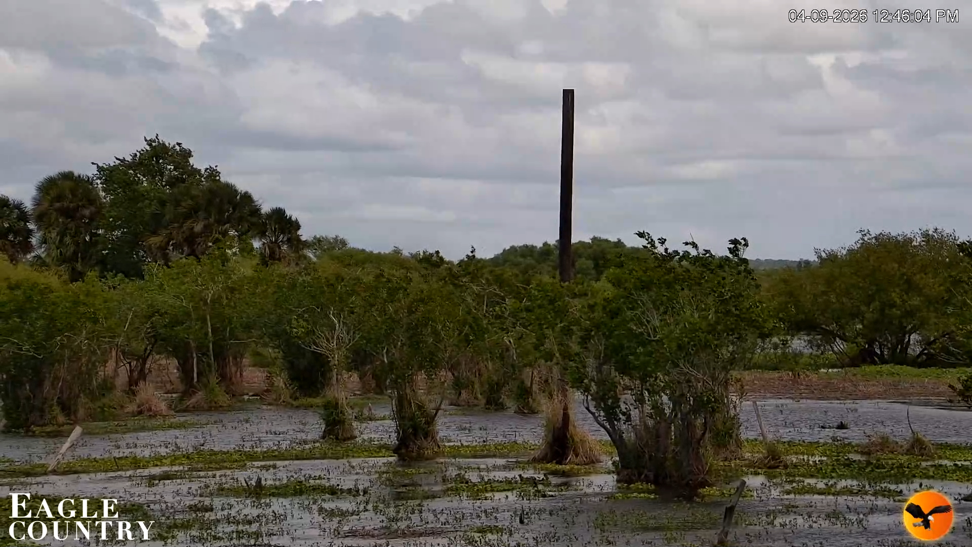 Snapshot of Southwest Florida River Wildlife Live Cams taken Apr 9, 2026, 12:46pm EDT