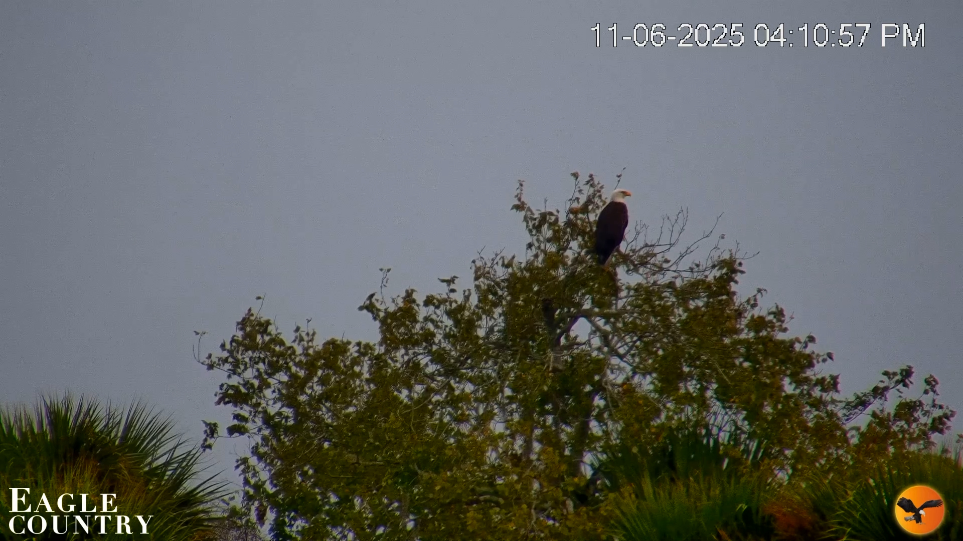 Snapshot of Southwest Florida River Wildlife Live Cams taken Nov 6, 2025, 4:12pm EST