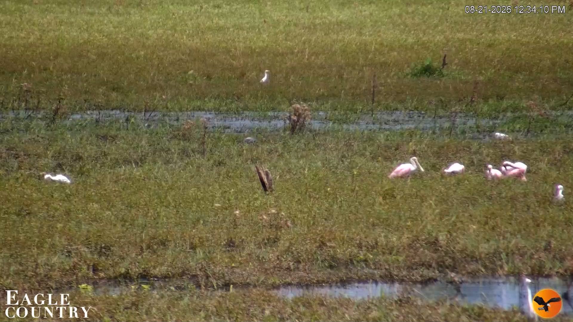 Snapshot of Southwest Florida River Wildlife Live Cams taken Aug 21, 2026, 12:34pm EDT