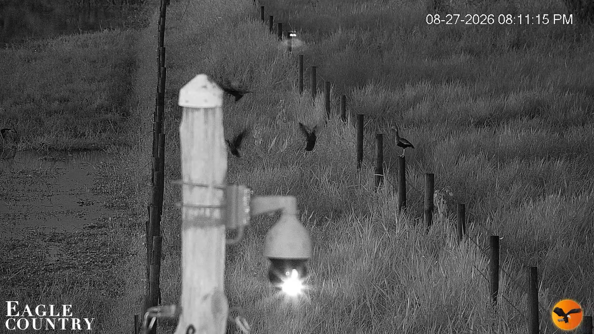 Snapshot of Southwest Florida River Wildlife Live Cams taken Aug 27, 2026, 8:34pm EDT