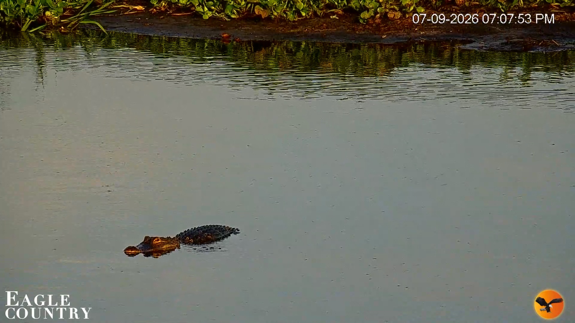 Snapshot of Southwest Florida River Wildlife Live Cams taken Jul 9, 2026, 7:08pm EDT