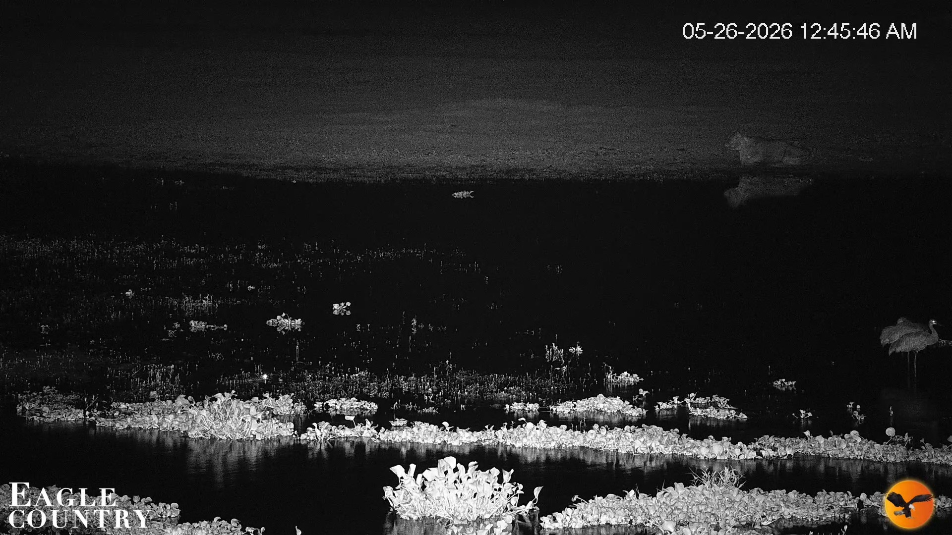 Snapshot of Southwest Florida River Wildlife Live Cams taken May 26, 2026, 12:47am EDT