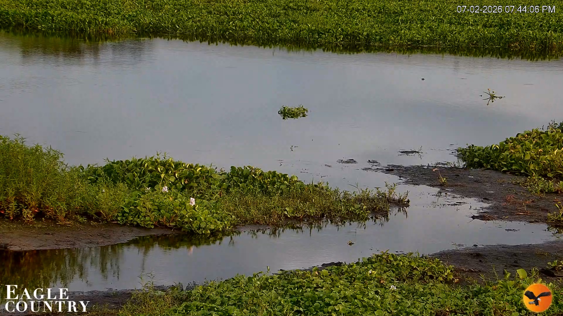 Snapshot of Southwest Florida River Wildlife Live Cams taken Jul 2, 2026, 7:45pm EDT