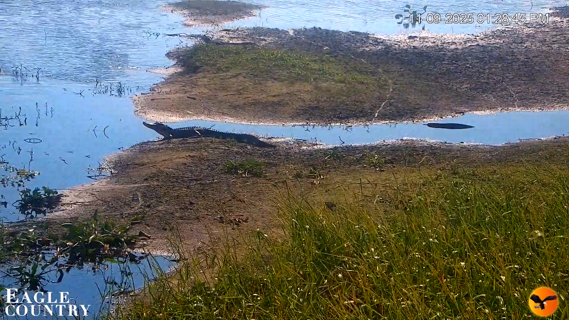 Snapshot of Southwest Florida River Wildlife Live Cams taken Nov 9, 2025, 1:30pm EST