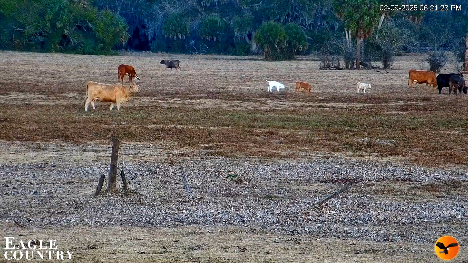 Snapshot of Southwest Florida River Wildlife Live Cams taken Feb 9, 2026, 6:22pm EST