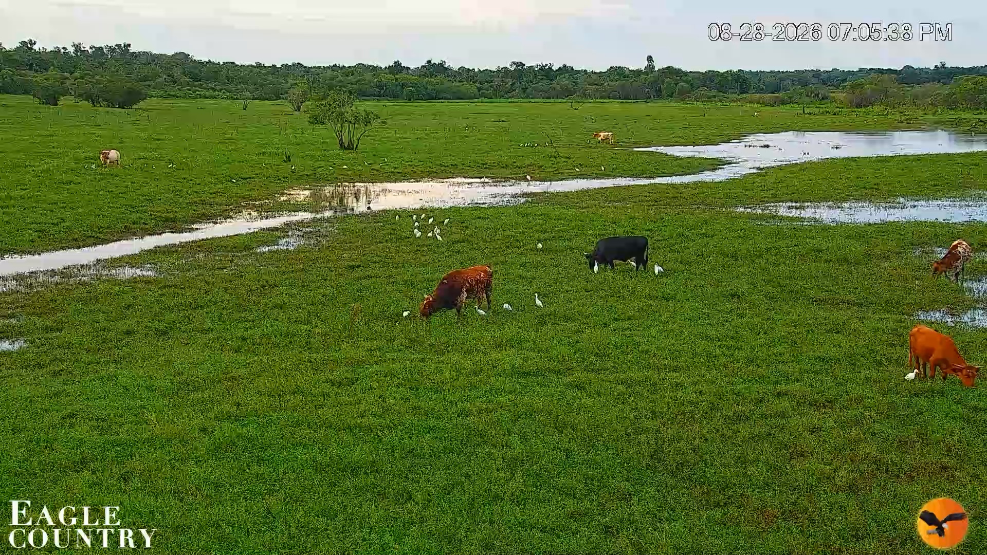 Snapshot of Southwest Florida River Wildlife Live Cams taken Aug 28, 2026, 8:13pm EDT