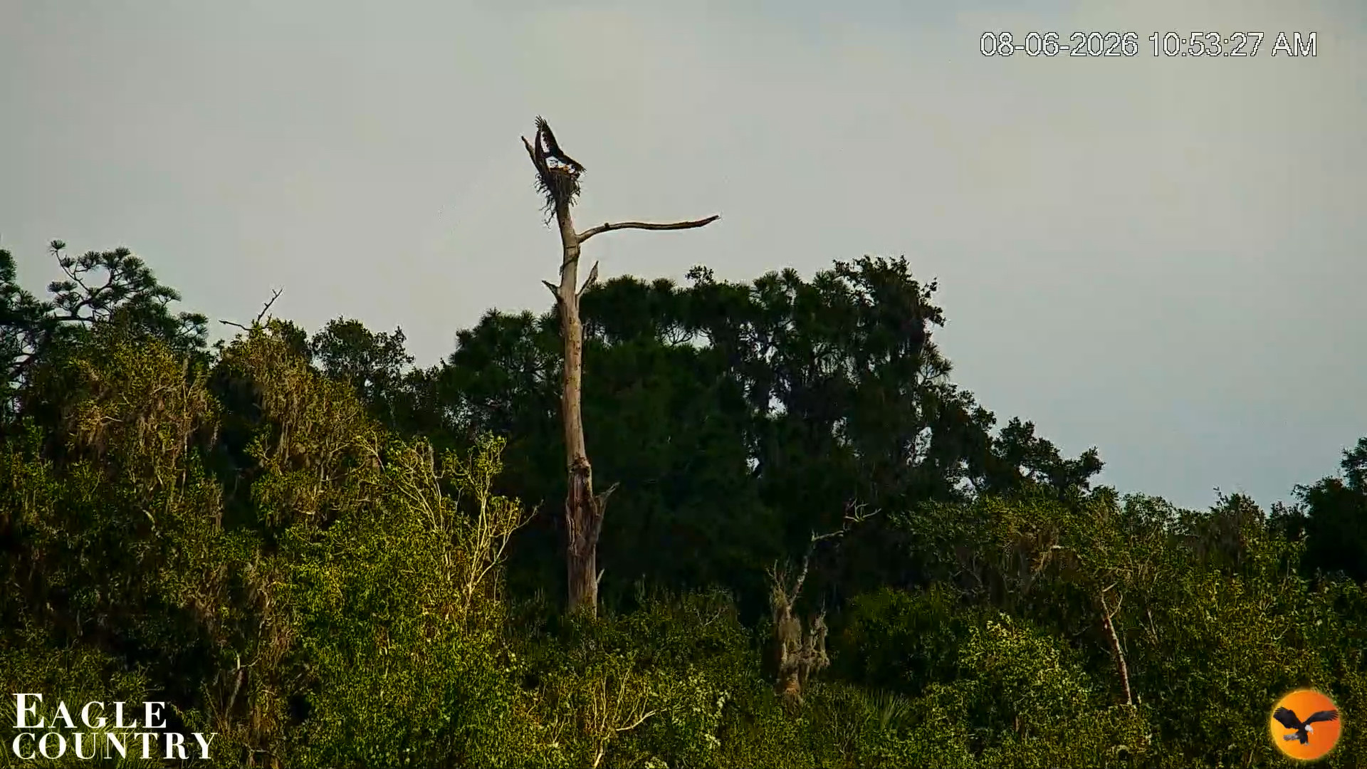 Snapshot of Southwest Florida River Wildlife Live Cams taken Aug 6, 2026, 10:54am EDT