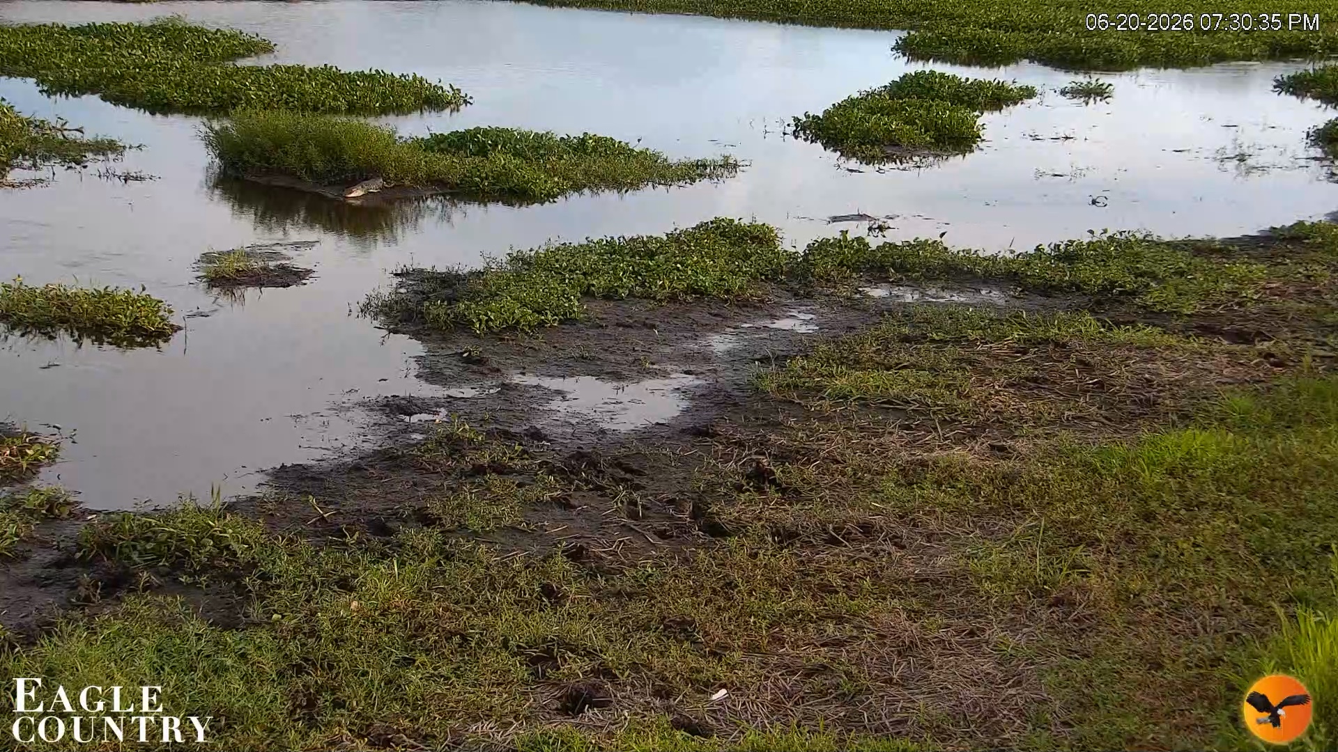 Snapshot of Southwest Florida River Wildlife Live Cams taken Jun 20, 2026, 7:31pm EDT