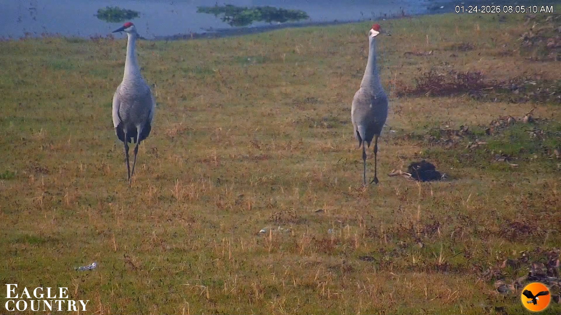 Snapshot of Southwest Florida River Wildlife Live Cams taken Jan 24, 2026, 8:08am EST