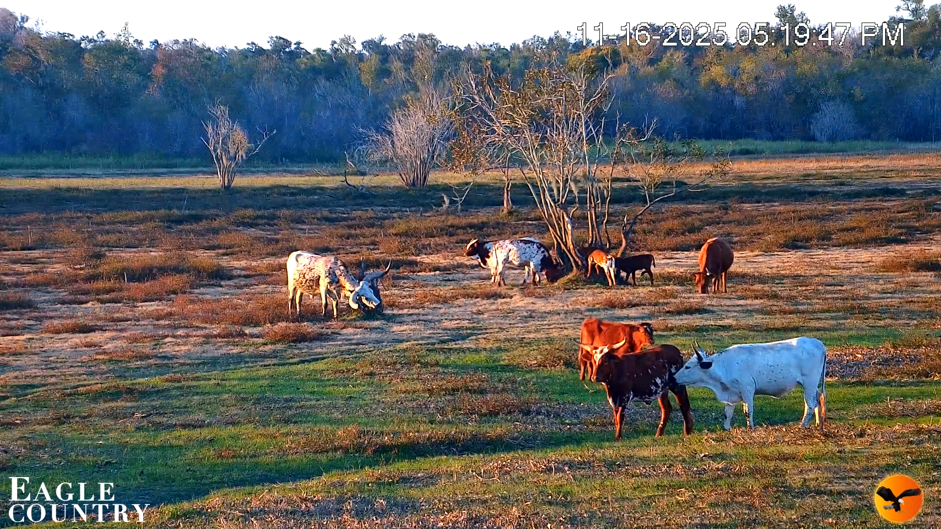 Snapshot of Southwest Florida River Wildlife Live Cams taken Nov 16, 2025, 8:50pm EST