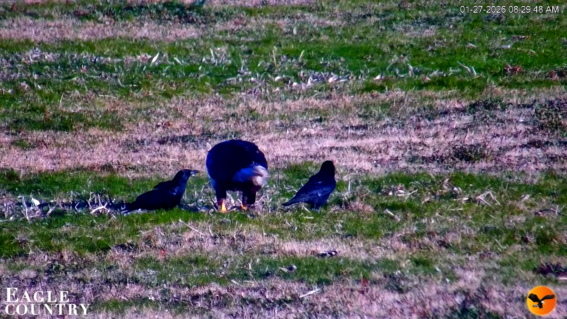 Snapshot of Southwest Florida River Wildlife Live Cams taken Jan 27, 2026, 8:30am EST