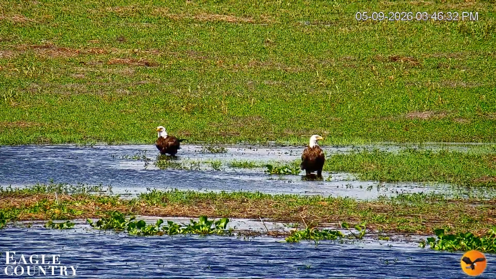 Snapshot of Southwest Florida River Wildlife Live Cams taken May 9, 2026, 4:06pm EDT