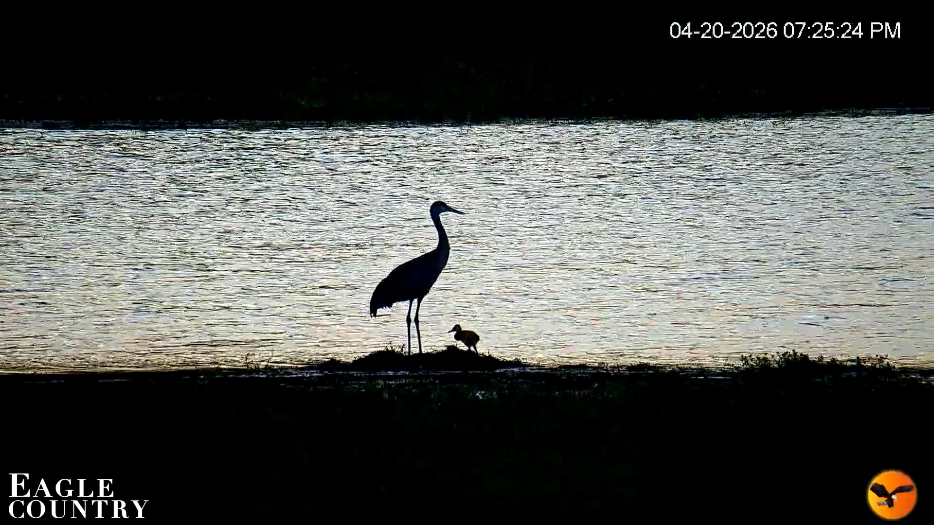 Snapshot of Southwest Florida River Wildlife Live Cams taken Apr 20, 2026, 7:26pm EDT