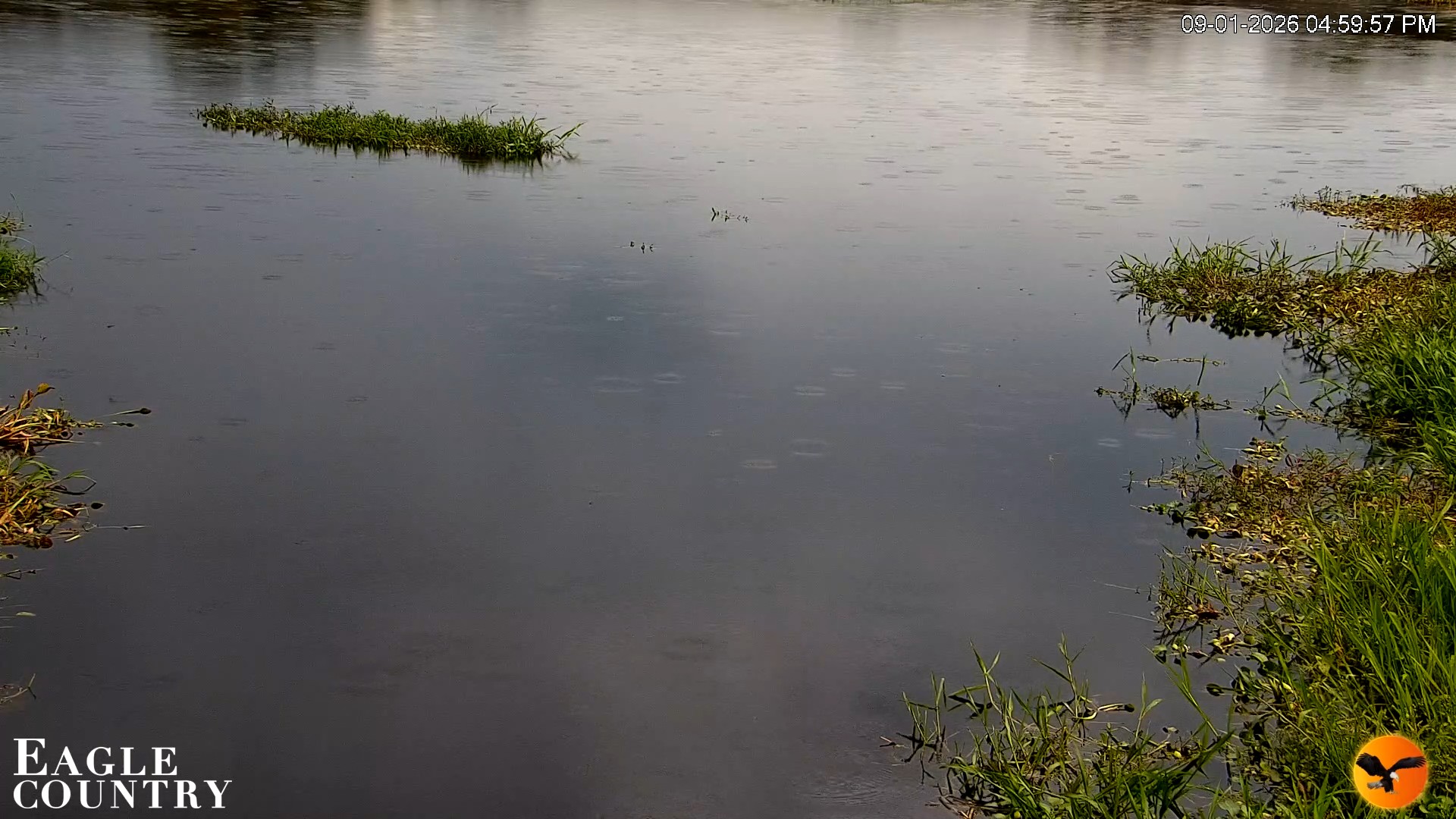 Snapshot of Southwest Florida River Wildlife Live Cams taken Sep 1, 2026, 5:00pm EDT