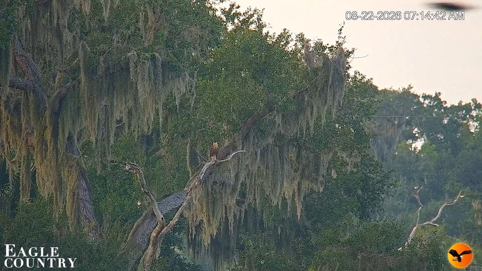 Snapshot of Southwest Florida River Wildlife Live Cams taken Aug 22, 2026, 7:15am EDT