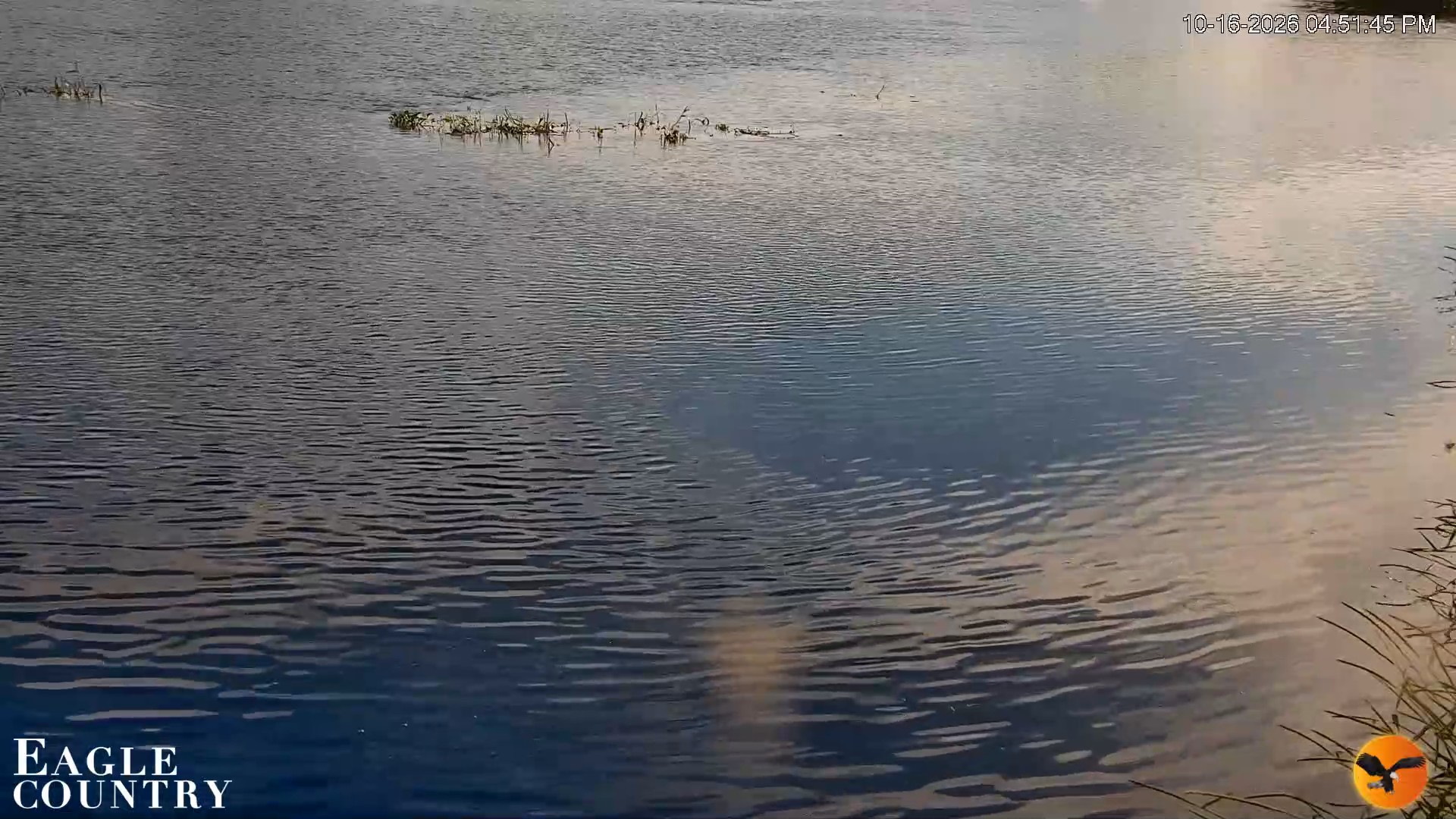 Snapshot of Southwest Florida River Wildlife Live Cams taken Oct 16, 2026, 4:52pm EDT