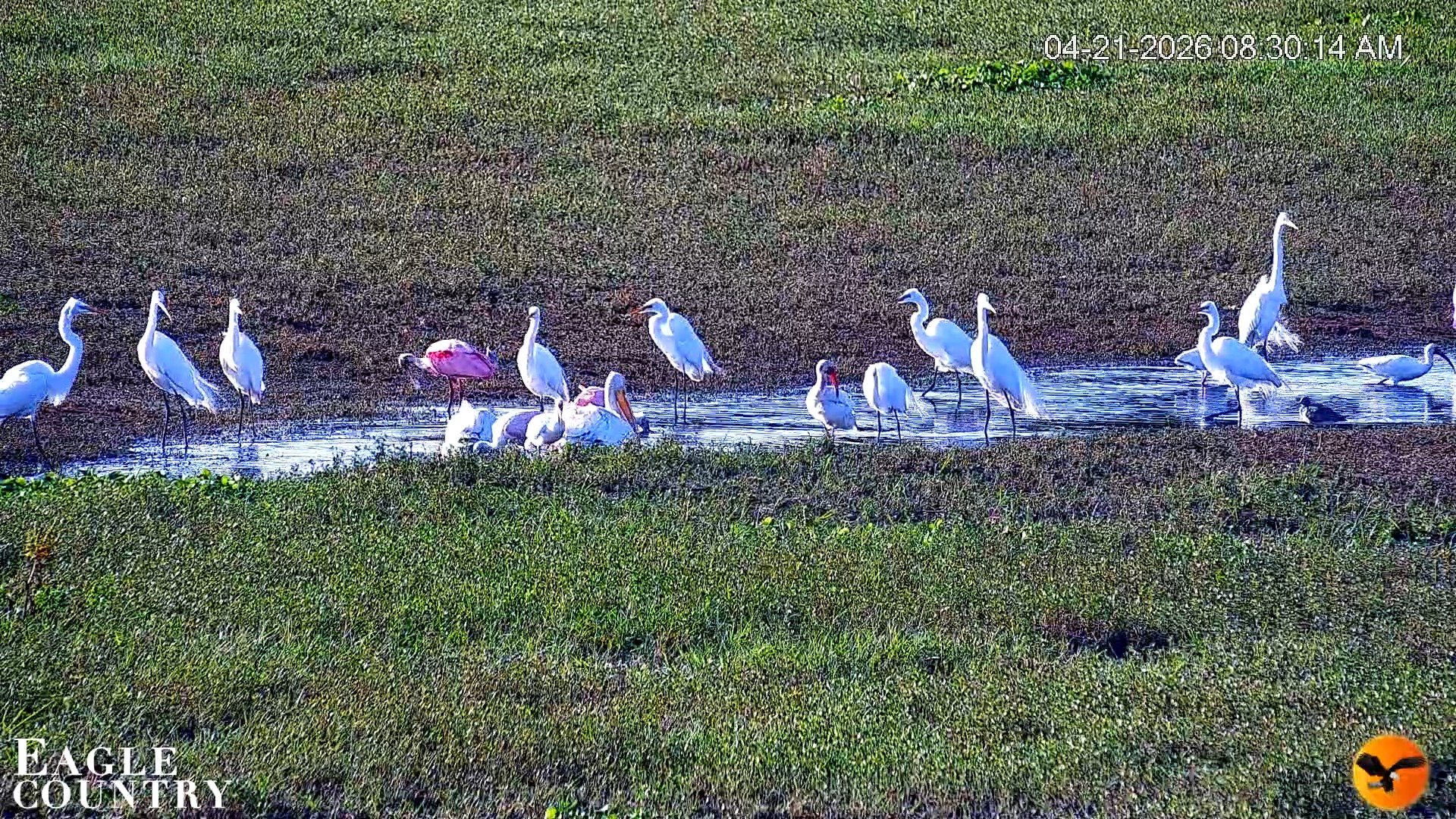 Snapshot of Southwest Florida River Wildlife Live Cams taken Apr 21, 2026, 8:31am EDT