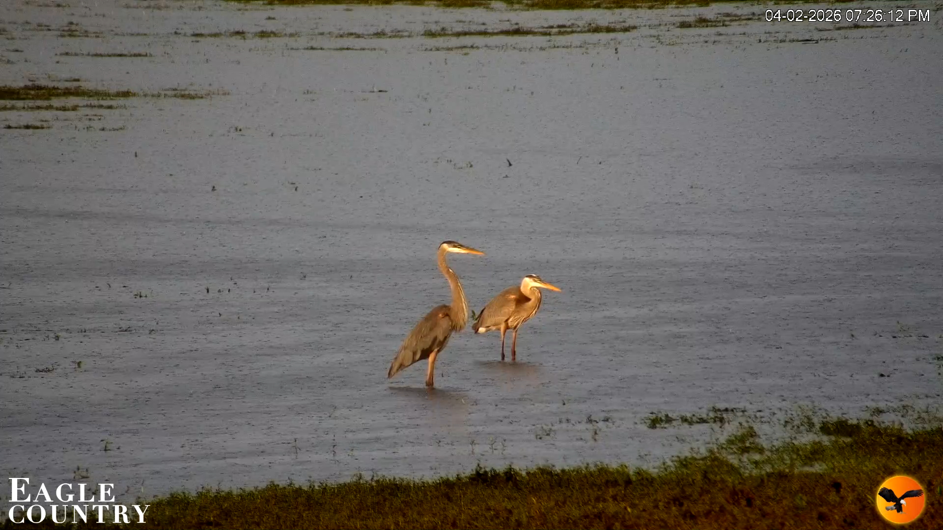 Snapshot of Southwest Florida River Wildlife Live Cams taken Apr 2, 2026, 7:26pm EDT