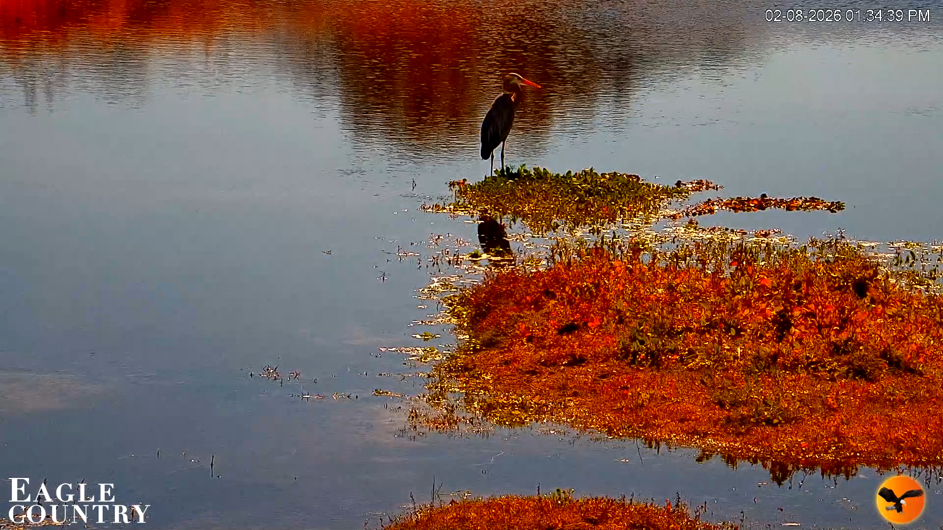 Snapshot of Southwest Florida River Wildlife Live Cams taken Feb 8, 2026, 1:35pm EST