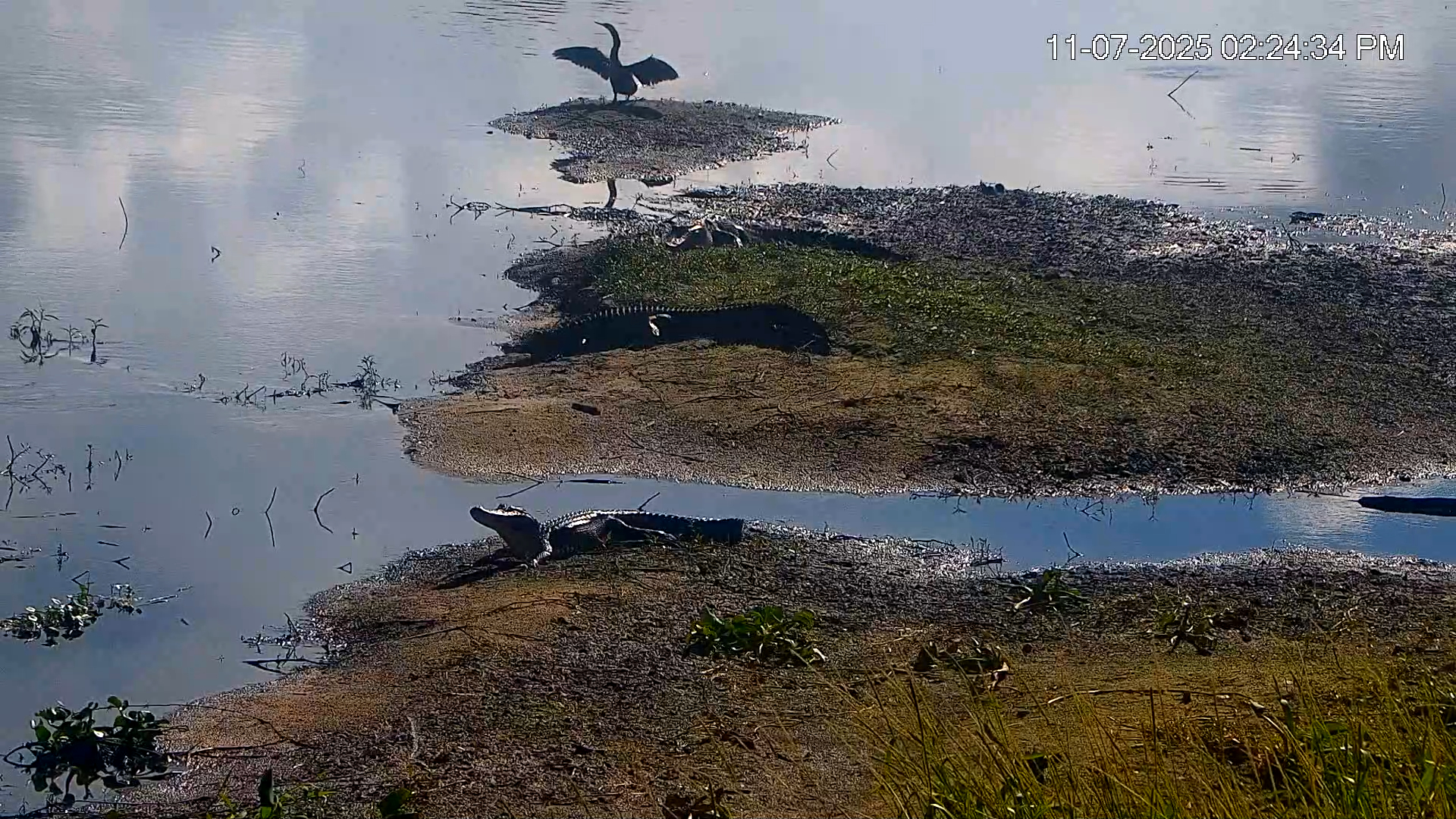 Snapshot of Southwest Florida River Wildlife Live Cams taken Nov 7, 2025, 4:48pm EST