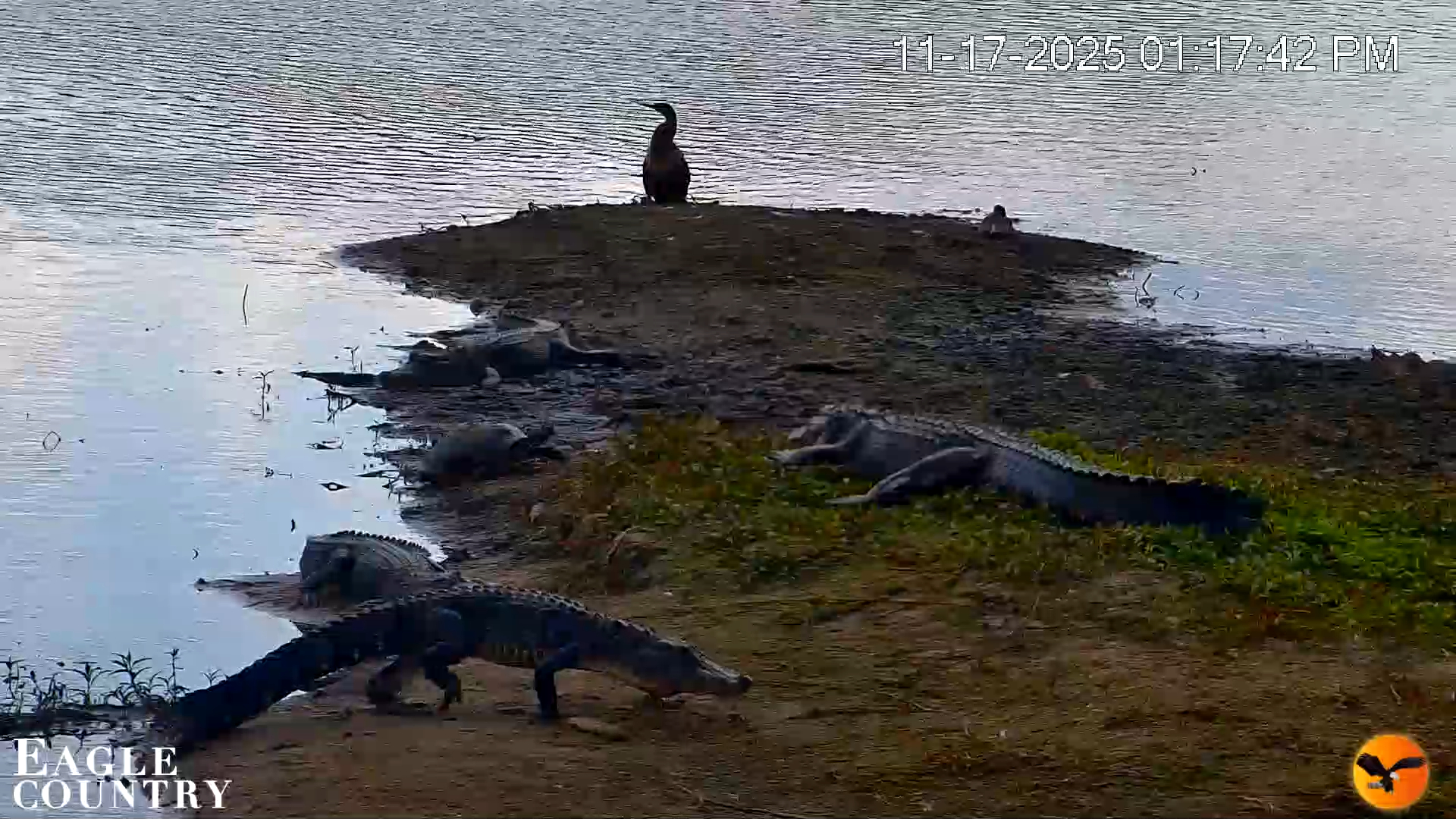 Snapshot of Southwest Florida River Wildlife Live Cams taken Nov 17, 2025, 1:39pm EST