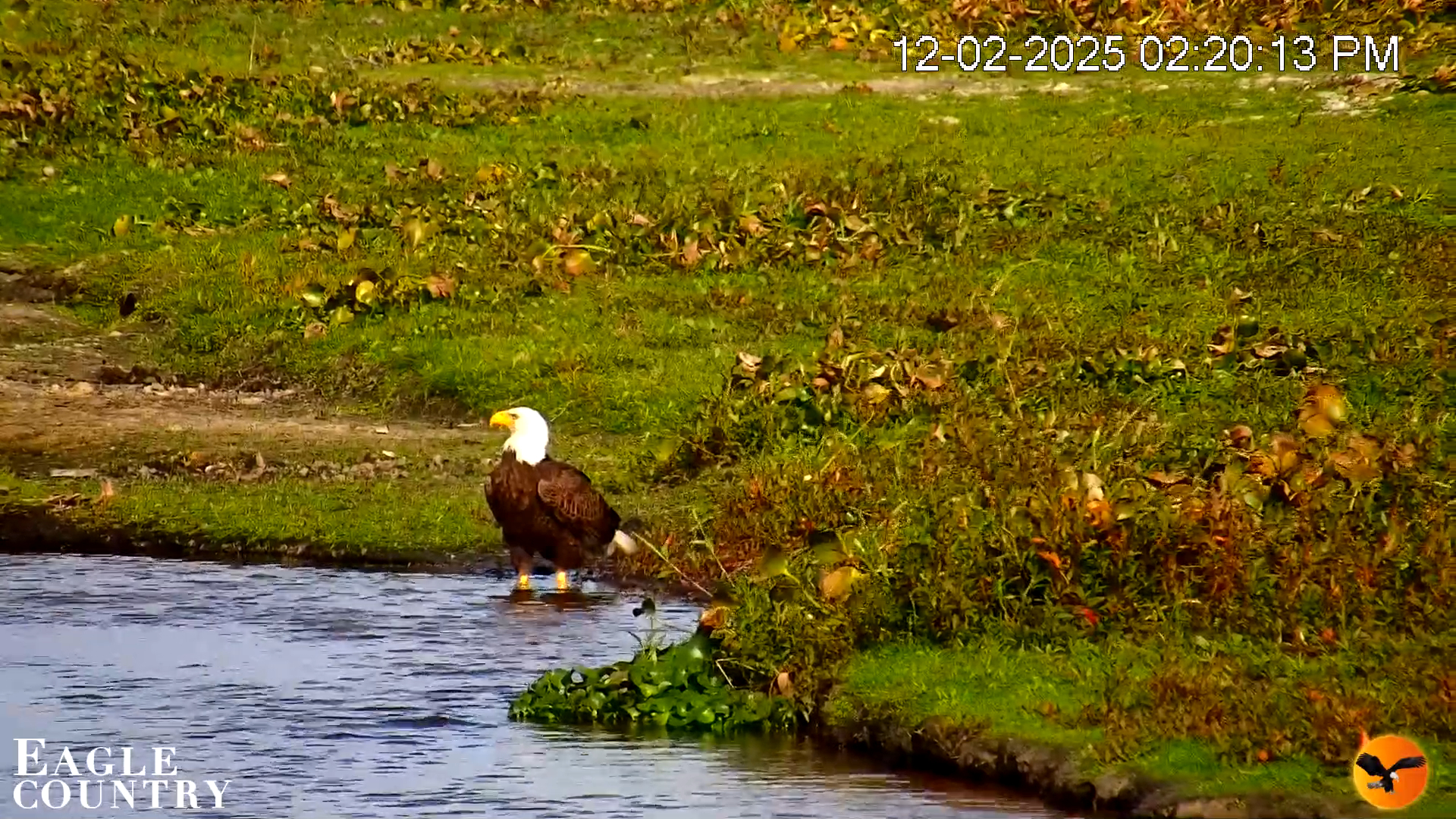 Snapshot of Southwest Florida River Wildlife Live Cams taken Dec 2, 2025, 2:22pm EST