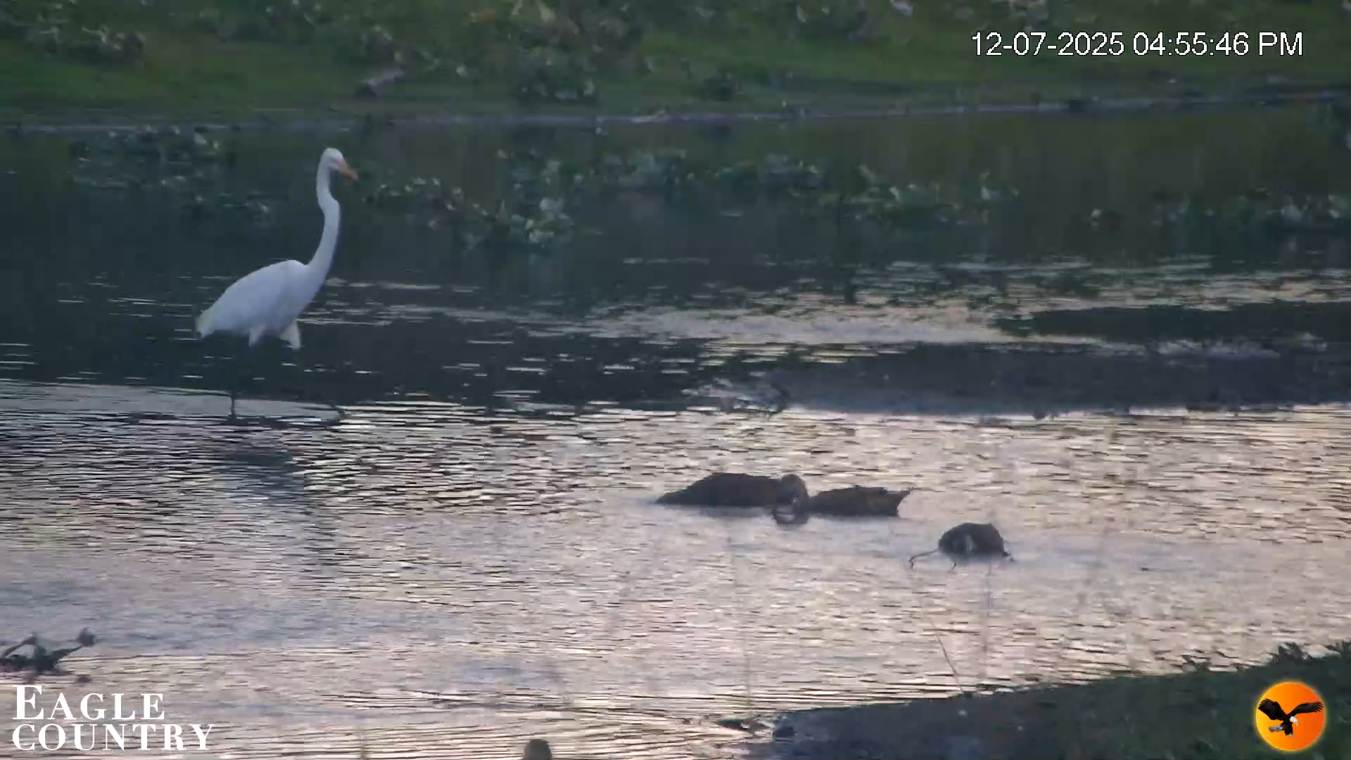 Snapshot of Southwest Florida River Wildlife Live Cams taken Dec 7, 2025, 4:56pm EST