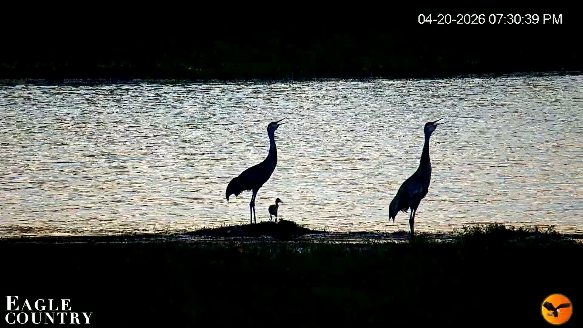 Snapshot of Southwest Florida River Wildlife Live Cams taken Apr 20, 2026, 7:36pm EDT